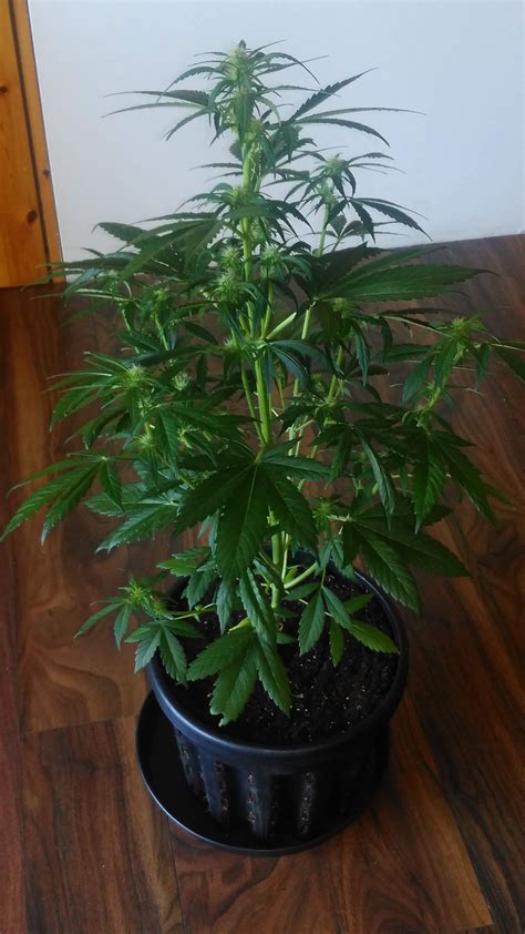 Dinafem White Widow Xxl Auto Grow Diary Journal Week6 By Pekiya