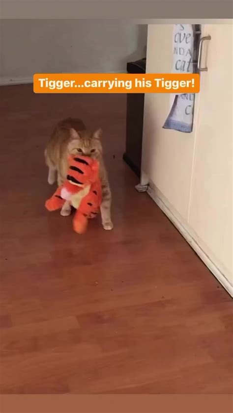 How Adorable Is Tigger Carrying His Very Own Tigger Which Team Cat Mojo’s Glenn’s Russell Says