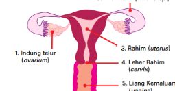 Mengenal Organ Reproduksi Perempuan Dan Bagian Bagiannya Kantin