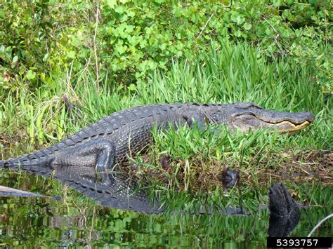 American alligator, Alligator mississippiensis (Crocodilia: Alligatoridae) - 5393757