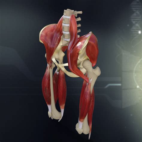 Human Pelvis Muscle Bone Anatomy 3d Model Cgtrader