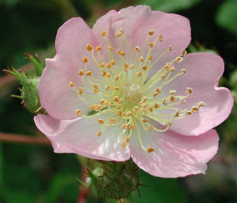 Wild Rose Small Pink Rambling Rosa Multiflora 10 Flowering Trees