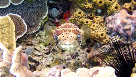 Hello There Pufferfish Photo By Vlad Tchompalov Tchompalov On