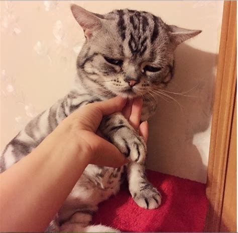 The Internet Is Falling In Love With Luhu The Extra Sad Cat