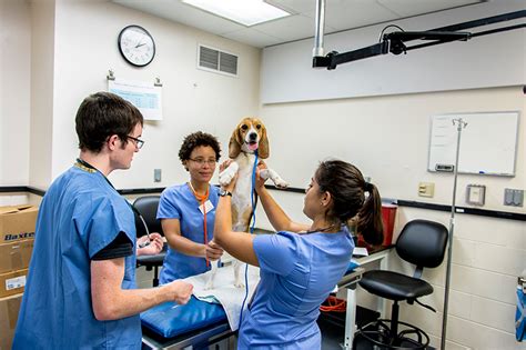 Curriculum Cornell University College Of Veterinary Medicine