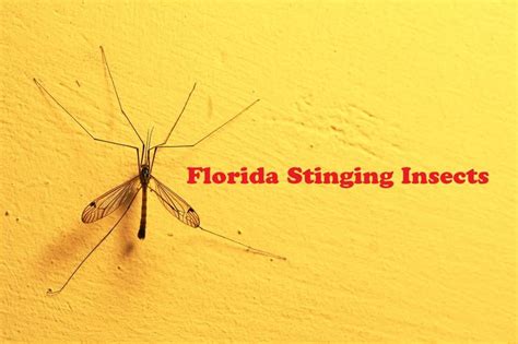 Florida Stinging Insects What Types Of Bugs Sting Bite In Florida