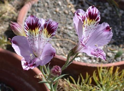 The stalk may reach 30 centimeters tall and bears one to three showy flowers. Favorite Purple Flowered Bulbs | Pacific Bulb Society
