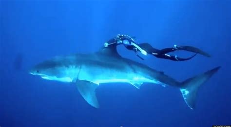 Ocean Ramsey Shark Diver Swims With Great White Shark Video Huffpost