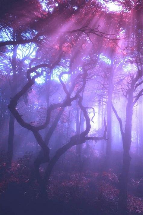Enchanted Forest Magic Aesthetic Violet Aesthetic