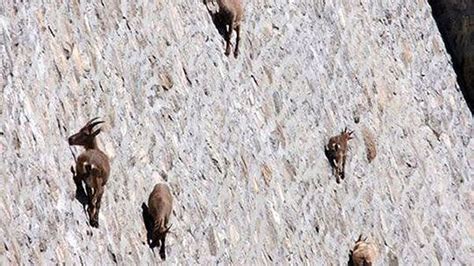 Goats Scale Dam World Demands To Know Why Outside Online