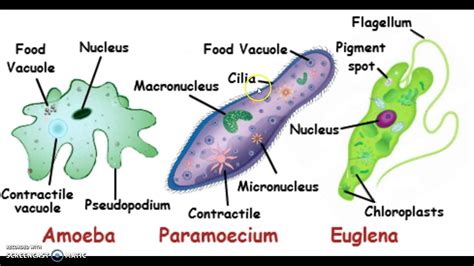 Unicellular Organisms Youtube