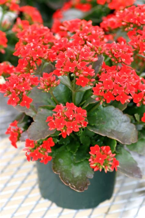 This page helps you quickly find the plant info and labeled photos you need. Kalanchoe- flowering succulent | Blooming succulents ...