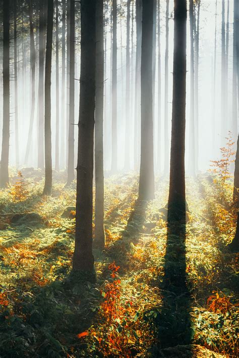 640x960 Sunbeams Morning Forest 4k Iphone 4 Iphone 4s Hd 4k Wallpapers