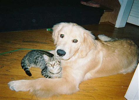 Dog Breeds That Get Along With Cats Pets World