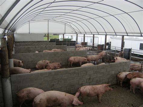 Pig Farming In New Zealand Smart Shelters Nz