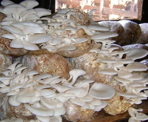 How To Grow Oyster Mushrooms