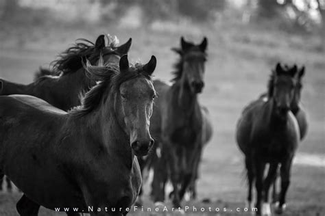 Wild Horse Photography Thundering Hooves Nature Photos