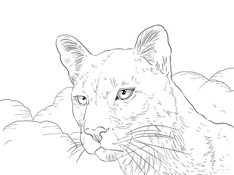 Zebra coloring pages are a fun way for kids of all ages to develop creativity, focus, motor skills and color recognition. Puma coloring pages to download and print for free