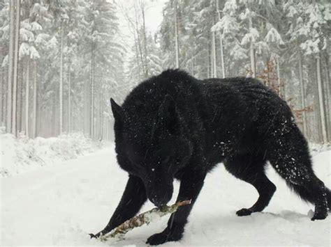 Black Wolf So Mystical Strong And Independent A Pure Wonder Of The