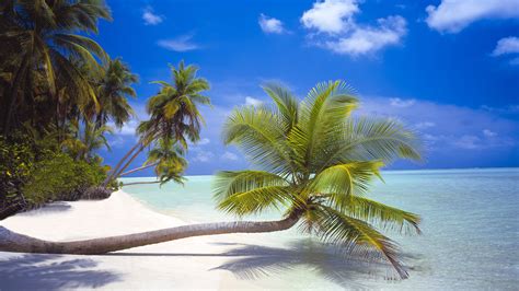 Palm Trees At White Sand Beaches Along The Coastline Of An Island On The Maldives Windows
