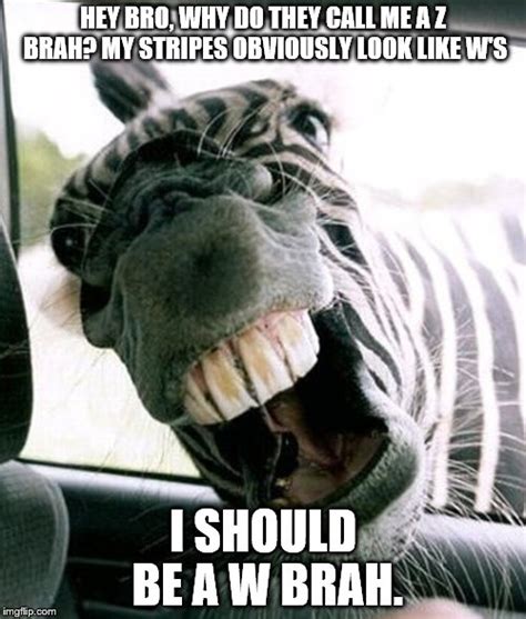 Zebra Meme