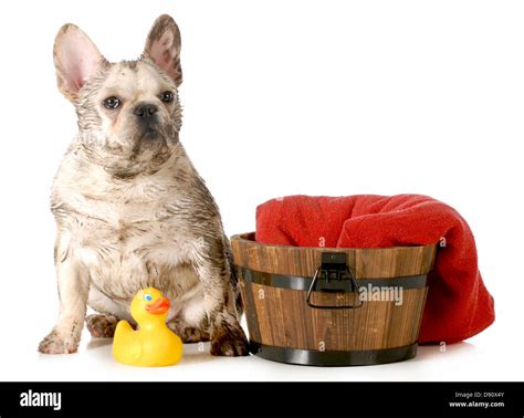 Dirty Dogs French Bulldog Ready For A Bath Isolated On White