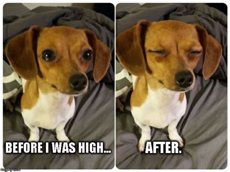 Image Tagged In Dogsstoner Dogfunny Memes Imgflip