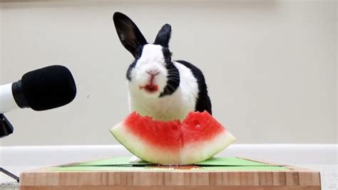 Rabbit Eating Watermelon Video Dailymotion