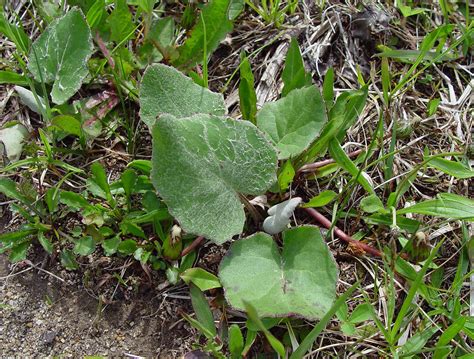 https://gobotany.newenglandwild.org/species/tussilago/farfara/