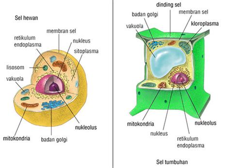 Check spelling or type a new query. Sel (unit terkecil penyusun tubuh manusia) | Biology is a ...