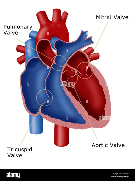 Illustration Of A Heart Showing The Four Valves Pulmonary Valve Mitral Valve Tricuspid Valve