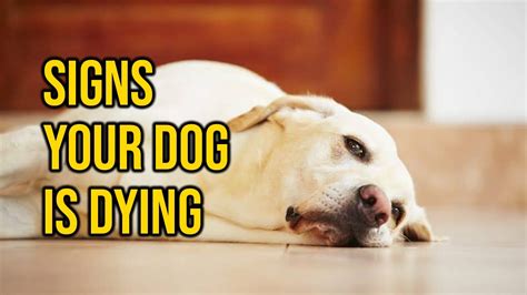 What Are Signs Of Your Dog Dying