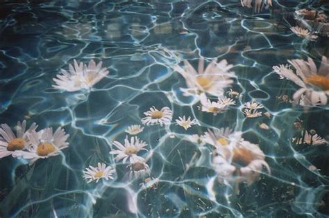 Under Water Daisies Grunge Photography Aesthetic Backgrounds Water
