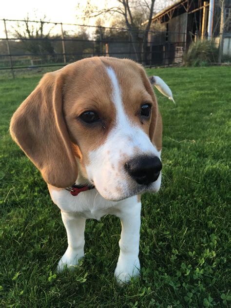 Beagle puppies are amazing companions. Beagle Dog beagle dog for sale beagles for sale online ...