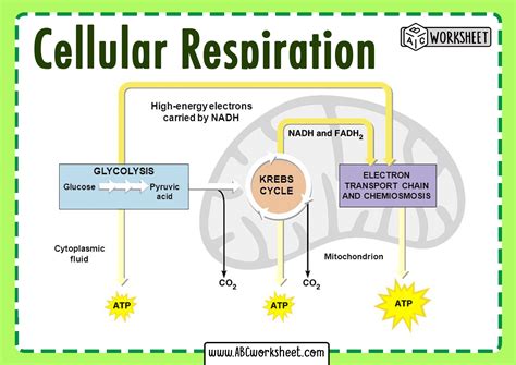 Cellular Respiration National Geographic Society