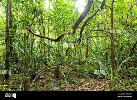 Lianas Winding Through Rainforest In Hi Res Stock Photography And