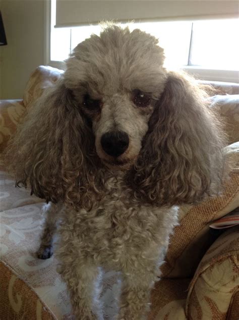 Pin By Mary On Louis The Silver Toy Poodle Toy Poodle Poodle