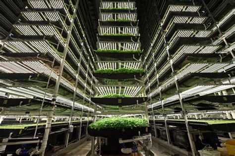 What Is The Cost Of Vertical Farming Future Farming