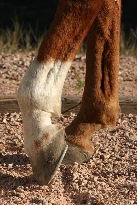 Limping Horse Assessing And Treating Lameness In Your Horse Equimed