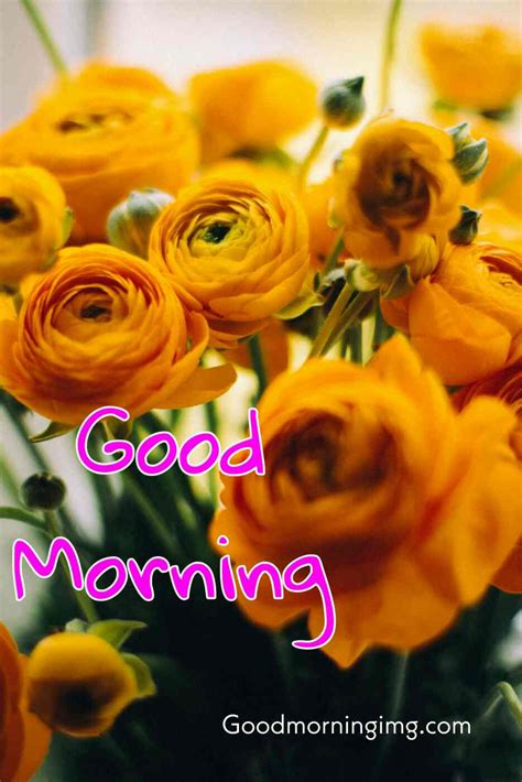 The Ultimate Collection Of Over 999 Good Morning Images With Roses In