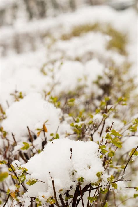 Spring Bushes Covered With Snow Stock Image Image Of Leaf Weather