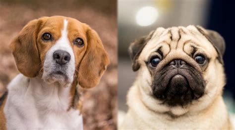 Beagle Vs Pug Breed Comparison Differences And Similarities