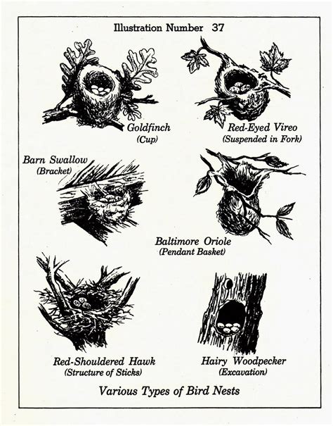 Various Types Of Bird Nests Illustration Scanned From A Vi Flickr