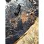 Coal Slurry Spill In West Virginia Linked To Alpha Natural Resources 