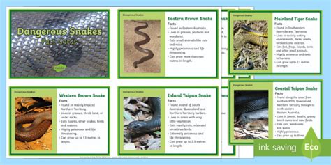 10 Of Australias Dangerous Snakes Fact Cards Australian