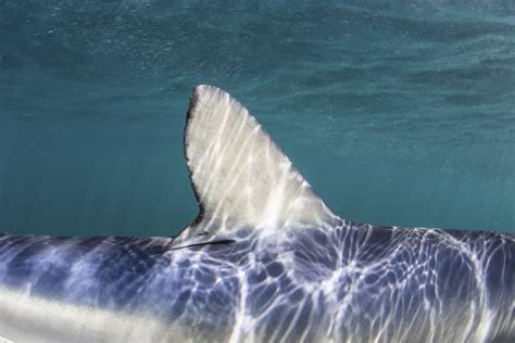 Close Up View Of A Dorsal Fin On A Blue Shark Prionace Gluaca Poster