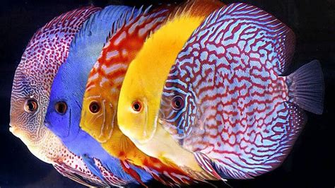 Symphysodon Discus Tropical Fish For Wallpaper Hd Mobile