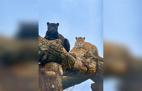 Englands Big Cat Sanctuary Welcomes Rare Black Jaguar Cub Photos
