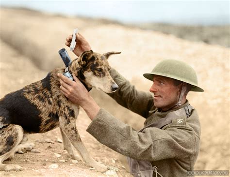 Ww1 In Color War Dogs Première Guerre Mondiale Et Chiens De Militaires