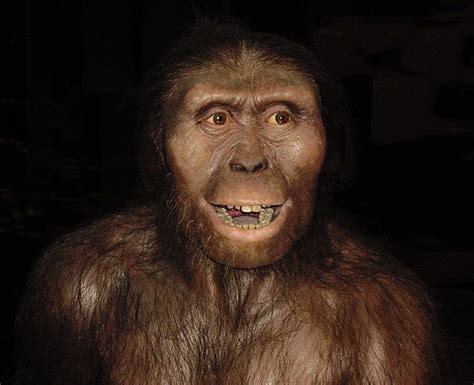 Australopithecus Afarensis Alchetron The Free Social Encyclopedia